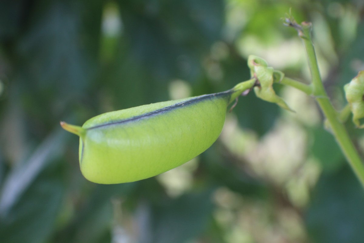 Crotalaria beddomeana Thoth. & A.A.Ansari